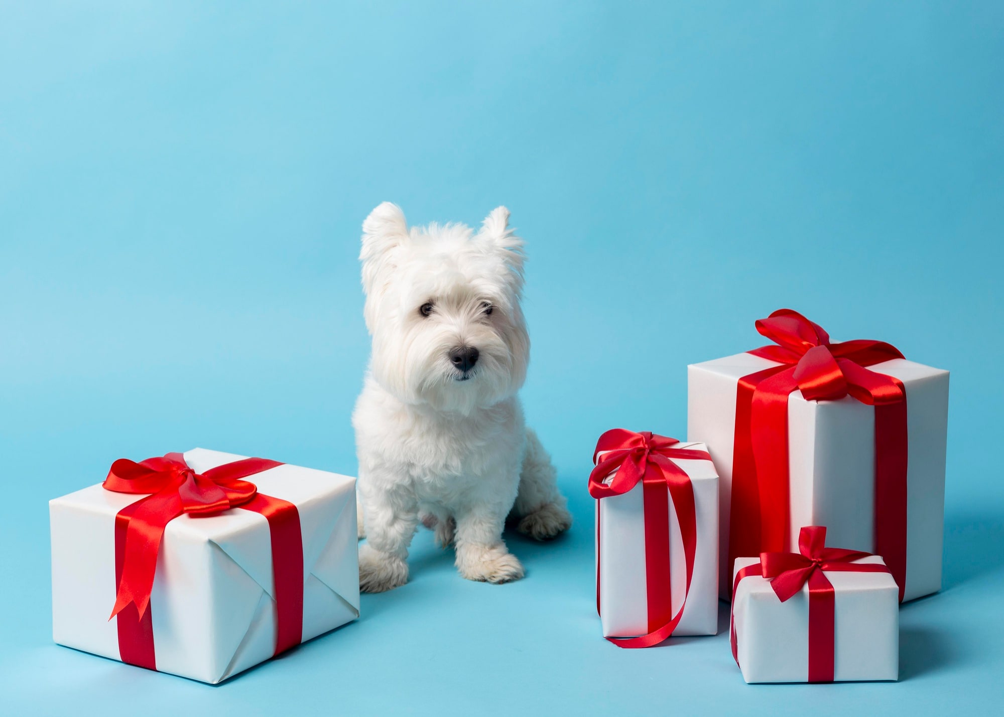 You are currently viewing Show Your Pup Some Love: Best Gift Ideas for Dogs