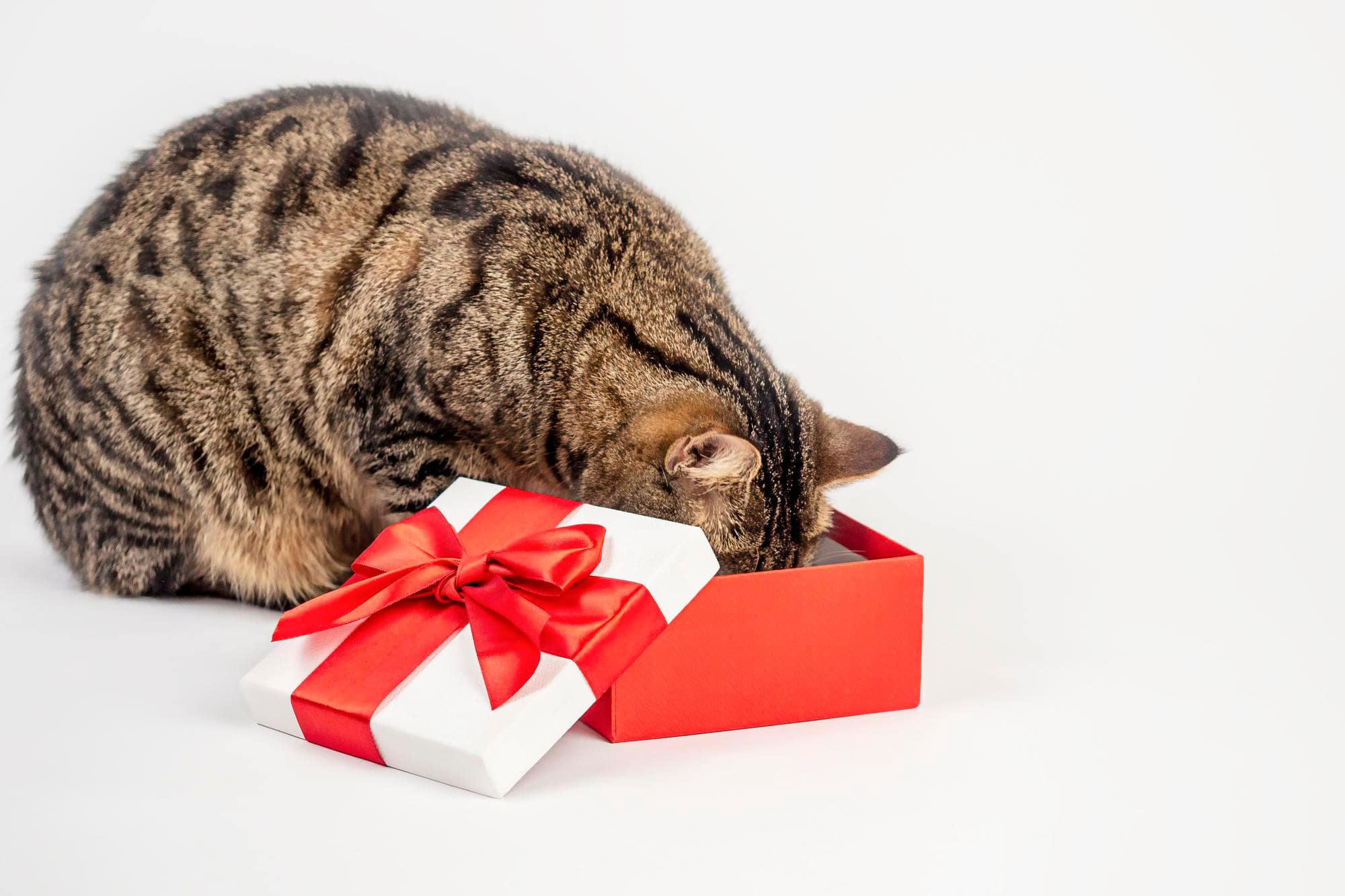 You are currently viewing Purr-fect Presents: 10 Best Gift Ideas for Your Cat