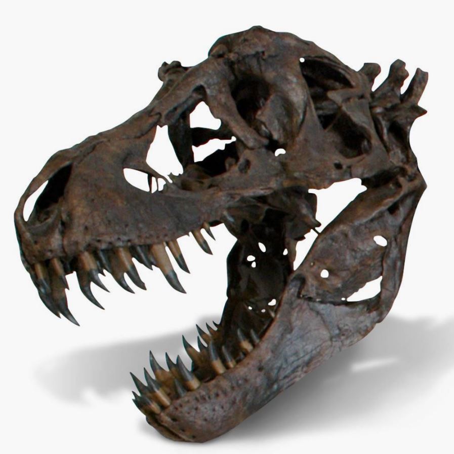 The Life Size Tyrannosaurus Skull